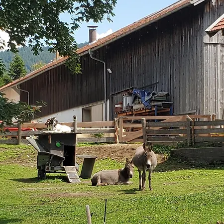 Biohof Dimper - Kuhhorn