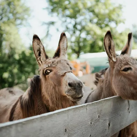 Biohof Dimper - Kuhhorn Daire