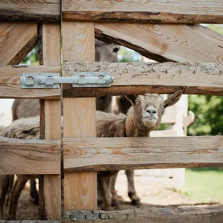 Biohof Dimper - Kuhhorn Saulgrub